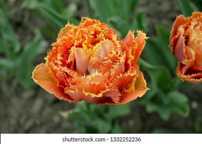 Sensual Touch Tulip. Fringed Tulip Flower Sensual Touch