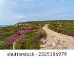 Sentier de randonnée bordé de bruyère en fleur sur le littoral  de la  presqu