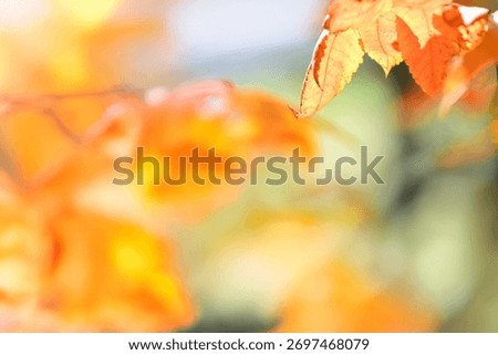 A sentimental background image of red maple leaves in the autumn sunlight.