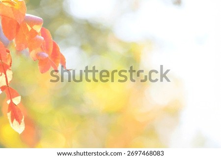 A sentimental background image of red maple leaves in the autumn sunlight.