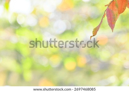 A sentimental background image of red maple leaves in the autumn sunlight.