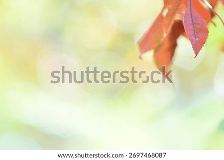 A sentimental background image of red maple leaves in the autumn sunlight.