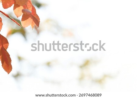 A sentimental background image of red maple leaves in the autumn sunlight.