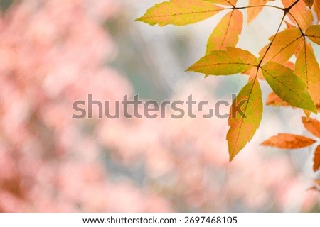 A sentimental background image of red maple leaves in the autumn sunlight.