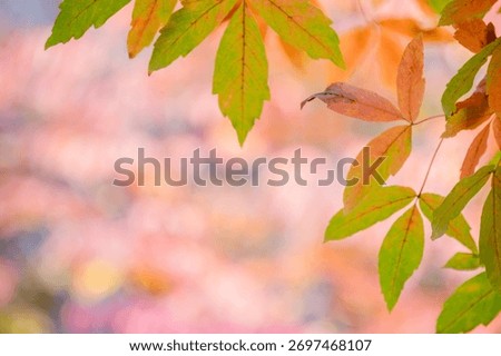 A sentimental background image of red maple leaves in the autumn sunlight.