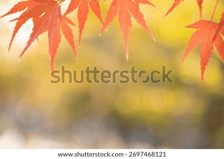 A sentimental background image of red maple leaves in the autumn sunlight.