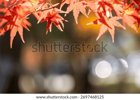 A sentimental background image of red maple leaves in the autumn sunlight.