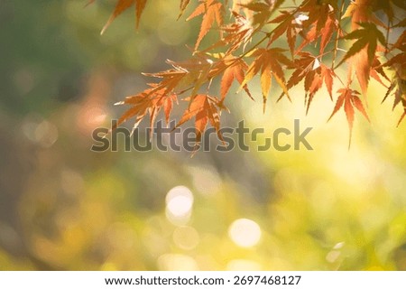 A sentimental background image of red maple leaves in the autumn sunlight.
