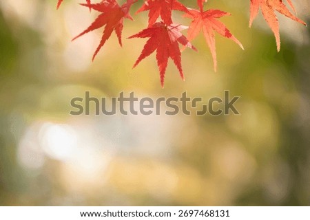A sentimental background image of red maple leaves in the autumn sunlight.