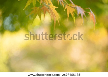 A sentimental background image of red maple leaves in the autumn sunlight.