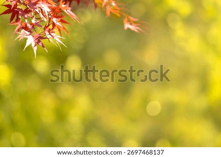 A sentimental background image of red maple leaves in the autumn sunlight.