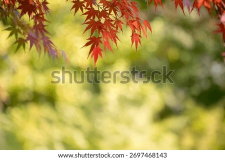 A sentimental background image of red maple leaves in the autumn sunlight.