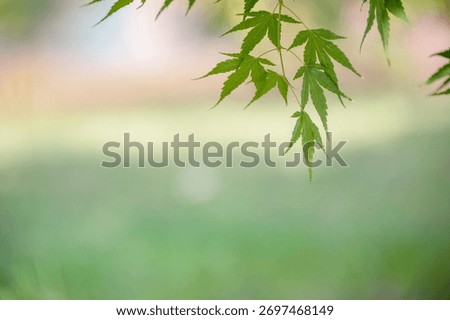 A sentimental background image of red maple leaves in the autumn sunlight.