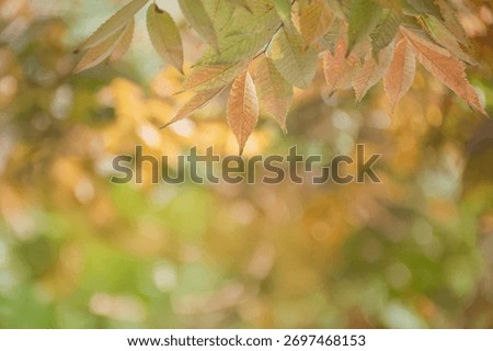 A sentimental background image of red maple leaves in the autumn sunlight.