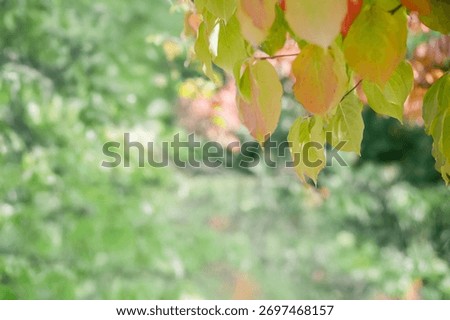 A sentimental background image of red maple leaves in the autumn sunlight.
