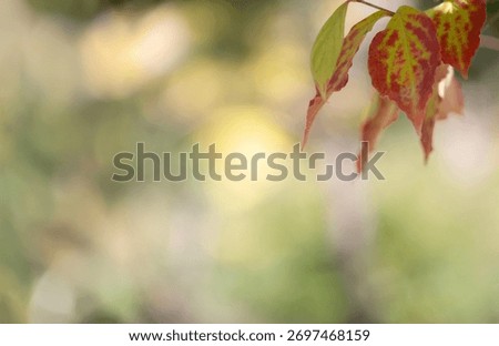 A sentimental background image of red maple leaves in the autumn sunlight.