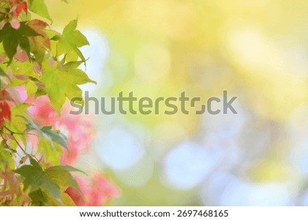 A sentimental background image of red maple leaves in the autumn sunlight.