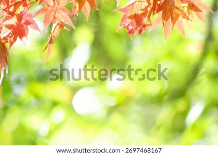 A sentimental background image of red maple leaves in the autumn sunlight.