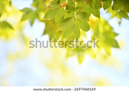 A sentimental background image of red maple leaves in the autumn sunlight.