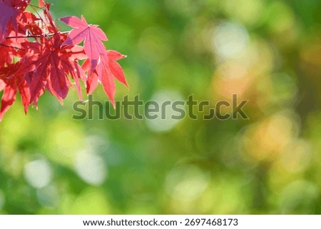 A sentimental background image of red maple leaves in the autumn sunlight.