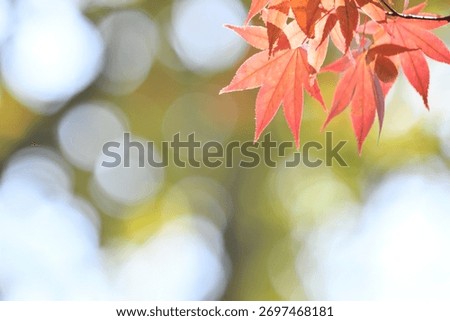 A sentimental background image of red maple leaves in the autumn sunlight.