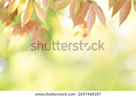 A sentimental background image of red maple leaves in the autumn sunlight.