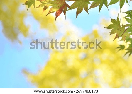 A sentimental background image of red maple leaves in the autumn sunlight.