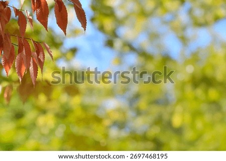 A sentimental background image of red maple leaves in the autumn sunlight.