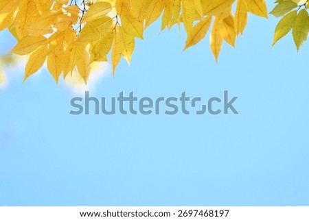 A sentimental background image of red maple leaves in the autumn sunlight.