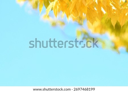 A sentimental background image of red maple leaves in the autumn sunlight.