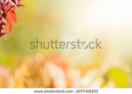A sentimental background image of red maple leaves in the autumn sunlight.