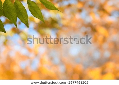 A sentimental background image of red maple leaves in the autumn sunlight.