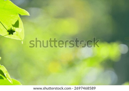 A sentimental background image of red maple leaves in the autumn sunlight.