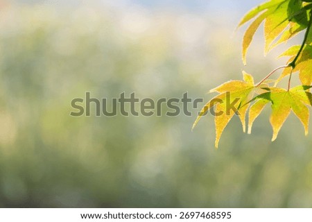 A sentimental background image of red maple leaves in the autumn sunlight.