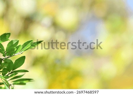 A sentimental background image of red maple leaves in the autumn sunlight.