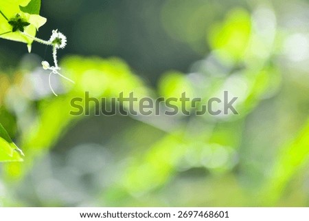A sentimental background image of red maple leaves in the autumn sunlight.