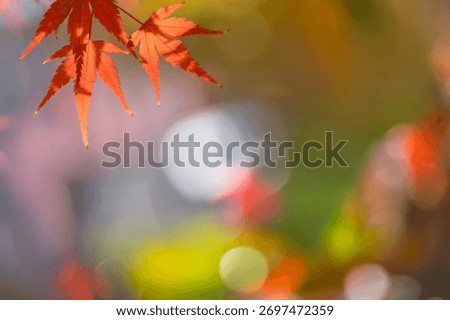 A sentimental background image of red maple leaves in the autumn sunlight.