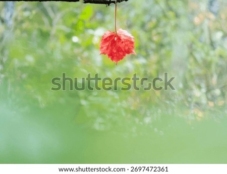 A sentimental background image of red maple leaves in the autumn sunlight.