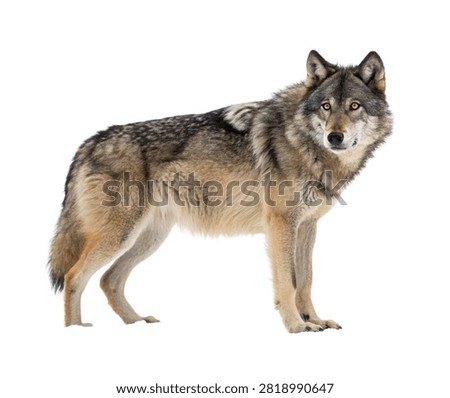 Sentinel Wolf Standing Watchfully Front Facin Isolated On White Background