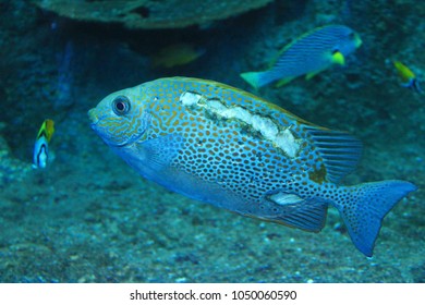 Sentosa Island, S.E.A. Aquarium, Singapore - Shutterstock ID 1050060590