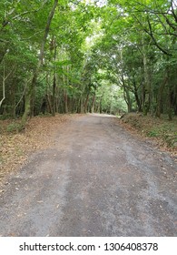 284 Seogwipo Forest Healing Images, Stock Photos & Vectors | Shutterstock