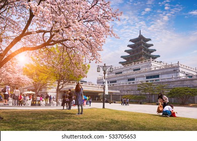 SEOUL - APRIL 10, 2016: Gyeongbokgung Palace With Cherry Blossom In Spring Travel Of Korea, April 10, 2016 In Seoul, South Korea. 