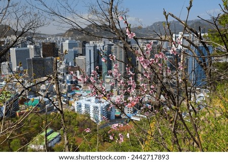 Seoul cityscape and peach blossoms. City view with Jung-gu district.