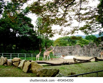 Seoul Grand Park, A Giraffe