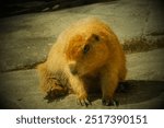 Seoul, South Korea. 14 September 2024. Marmota bobak or Bobak Marmot. Curious groundhog in the seoul zoo ( seoul grand park ).