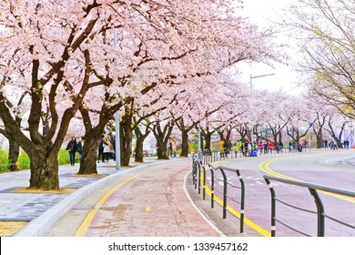 553 Seoul korea sakura street Images, Stock Photos & Vectors | Shutterstock