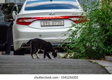 Seoul, South Korea - AUG 2019: A Black Cat Walking At The Street Of Bukchon Hanok Village