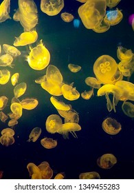 Seoul, South Korea - November 26 2018: Illuminated Jellyfish At The COEX Aquarium