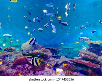 1,906 Coral Korea Images, Stock Photos & Vectors | Shutterstock