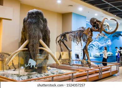 Seoul South Korea Oct 6th 2019:  the model and fossil of woolly  mammoth (Mammuthus primigenius) in Seodaemun Museum of Natural History. 